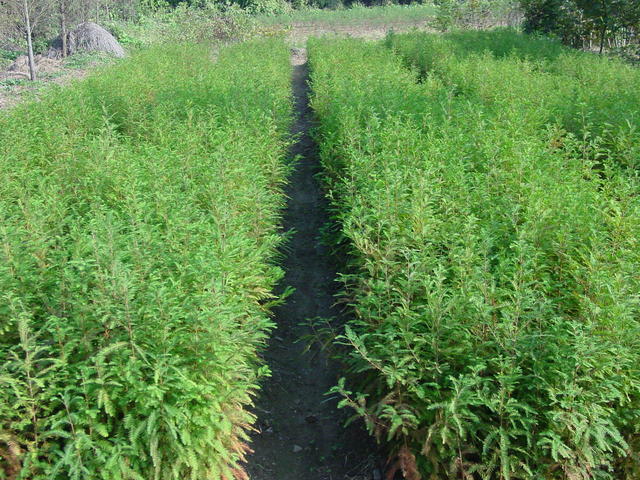 繁育基地